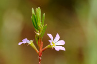 Kleine Kattestaart; Grass-poly; Lythrum hussopifolia