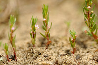 Kleine Kattenstaart; Grass-poly; Lythrum hyssopifolia