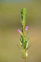Kleine Kattenstaart; Grass-poly; Lytrum hyssopifolia