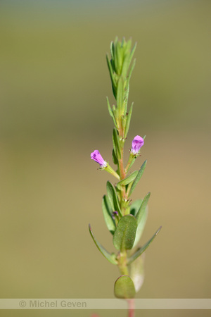 Kleine Kattenstaart; Grass-poly; Lytrum hyssopifolia