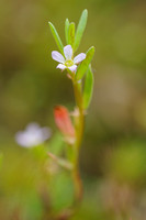 Kleine Kattestaart; Grass-poly; Lythrum hussopifolia