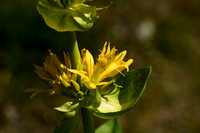 Gele gentiaan; Yellow gentian; Gentiana lutea