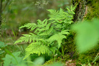 Smalle stekelvaren; Narrow Buckler-fern; Dryopteris carthusian