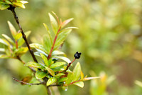 Mirte; Common Myrtle; Myrtus communis