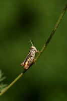 Kleine Rozevleugel - Pygmy pincer grasshopper - Calliptamus siciliae