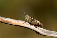 Kleine rozevleugel; Pygmy Pincer Grasshopper; Calliptamus sicili