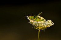 Struiksprinkhaan; Speckled Bush-cricket; Leptophyes punctatissim