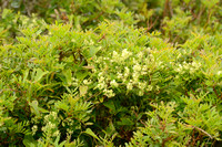 Wild Madder; Rubia peregrina; subsp. Longifolia;