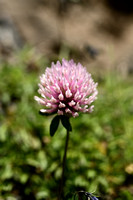 Trifolium pratense var. Villosum