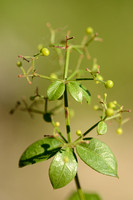 Vreemde Rubia; Wild Madder; Rubia peregrina subsp. peregrina