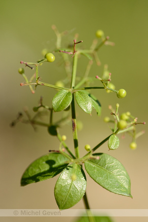 Vreemde Rubia; Wild Madder; Rubia peregrina subsp. peregrina