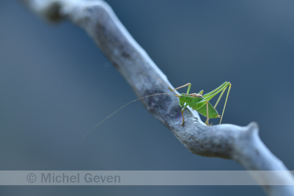 Struiksprinkhaan; Speckled Bush-cricket; Leptophyes punctatissim