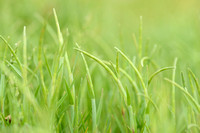 Dunstaart; Sea hard-grass; Parapholis strigosa