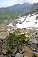 Gletcherranonkel; Glacier Buttercup; Ranunculus glacialis