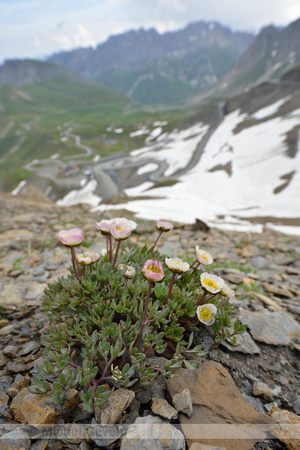 Gletcherranonkel; Glacier Buttercup; Ranunculus glacialis