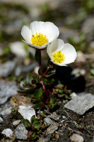 Gletcherranonkel; Glacer Buttercup; Ranunculus glacialis
