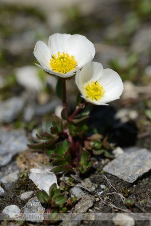 Gletcherranonkel; Glacer Buttercup; Ranunculus glacialis