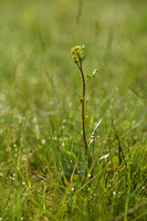 Valse akkerkers - Hybrid Yellow-cress - Rorippa x armoracioides