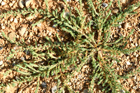 Groot Knarkruid; Giant needleleaf; Polycnemum majus
