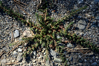 Knarkruid; Giant needleleaf; Polycnemum majus