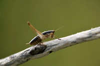 Tweekleurige kreupelhoutsabel; RaymondÕs Bush-cricket; Yersinell
