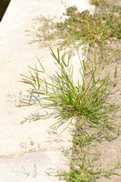 Plat handjesgras; Yard-grass; Eleusine indica