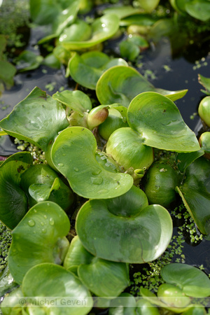 Waterhyacint; Water hyacinth; Eichhornia crassipes