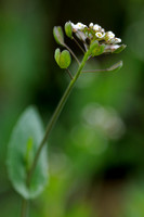 Doorgroeide Boerenkers - Cotswold pennycress - Thlaspi perfoliatum