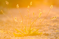 Smalle Weegbree -  Ribwort Plantain -  Plantago lanceolata