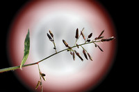 Klein liefdegras; Lesser love-grass; Eragrostis minor