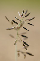 klein Liefdegras; Little lovegrass; Eragrostis minor