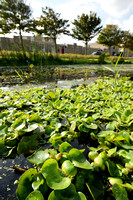 Waterhyacint - Water hyacinth - Eichhornia crassipes
