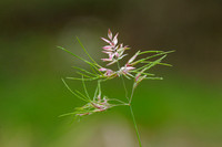 Knolbeemdgras - Bulbous Meadow-grass - Poa bulbosa
