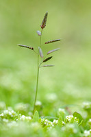 klein Liefdegras; Little lovegrass; Eragrostis minor