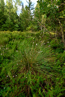 Eenarig wollegras - Hare's-tail cottongrass - Eriophorum vaginatum