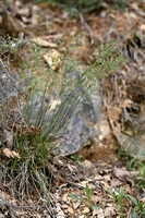 Knolbeemdgras; Bulbous meadow-grass; Poa bulbosa var viviparia