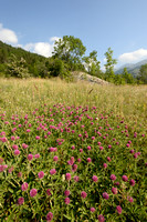 Alpenklaver; Alpine Clover; Trifolium alpestre