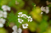 Straalscherm; White Lace Flower; Orlaya grandiflora;