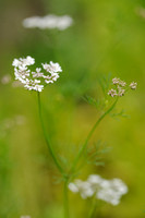 Straalscherm; White Lace Flower; Orlaya grandiflora;