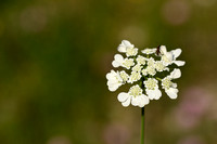 Straalscherm; White lace flower; Orlaya grandiflora