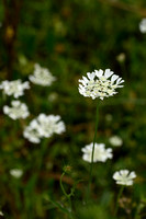 Straalscherm; White lace flower; Orlaya grandiflora