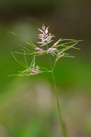 Knolbeemdgras - Bulbous Meadow-grass - Poa bulbosa