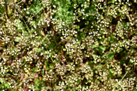 Doorgroeide boerenkers; Cotsworld pennycress; Thlaspi perfoliatu