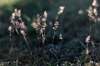 Knolbeemdgras; Bulbous meadow-grass; Poa bulbosa var viviparia