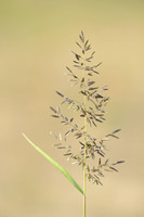 Klein Liefdegras; Little lovegrass; Eragrostis minor