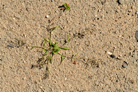 Klein liefdegras; Little Lovegrass; Eragrostis minor