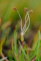 Oeverkruid; Shoreweed; Littorella uniflora; Strandling