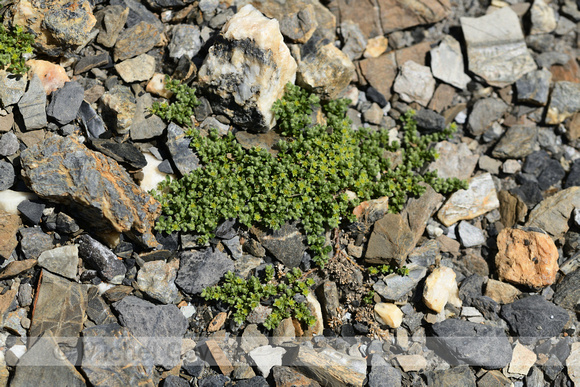 Herniaria alpina