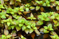 Waterlepeltje - Hampshire-purslane - Ludwigia palustris