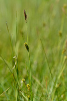 Blonde zegge; Tawny Sedge; Carex hostiana